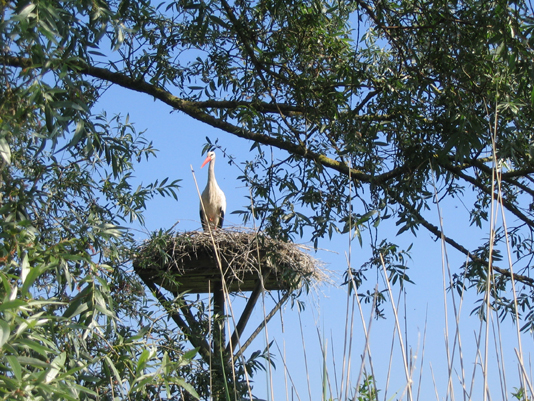 Stork in the Marquenterre park