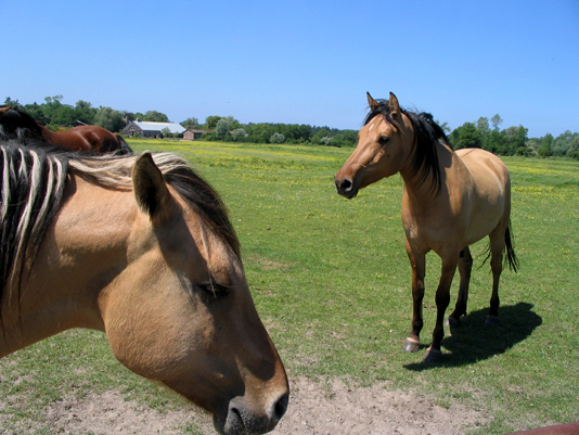 Henson Horses in Marquenterre