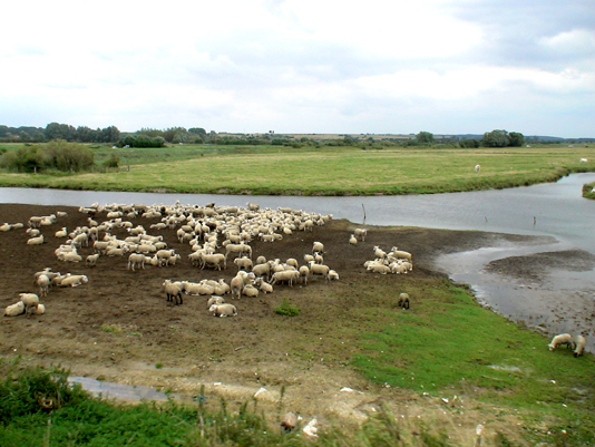 Salt meadows sheep of bay of Somme